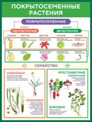 Стенд «Покрытосеменные растения»